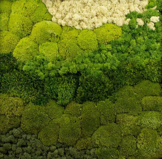 Circa Moss Biophilic LED Ring Light image 5