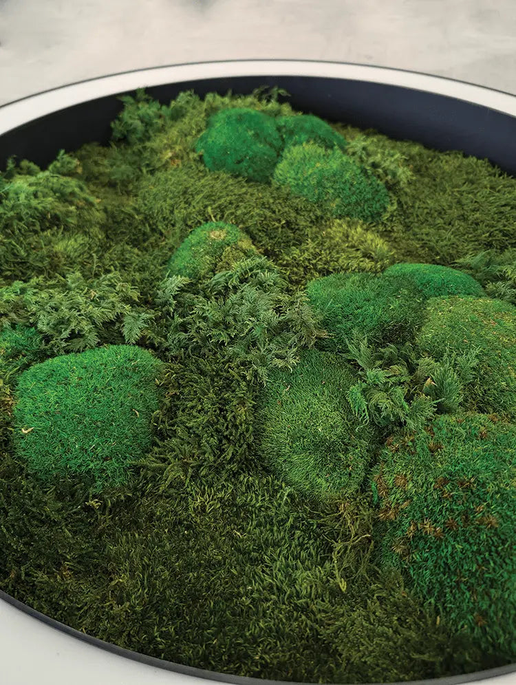 Sustainable green moss lighting