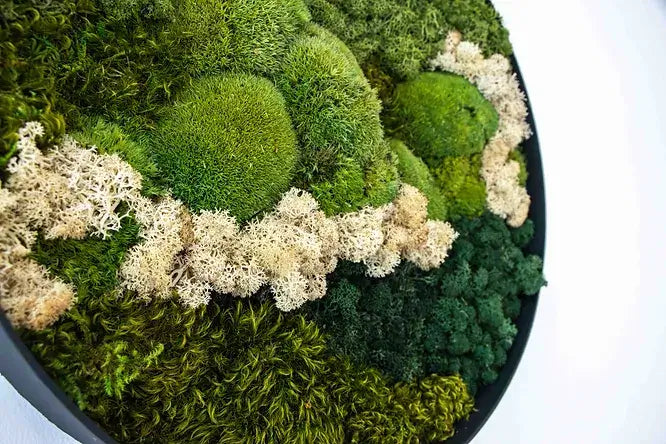 Circa Moss Biophilic LED Ring Light image 7