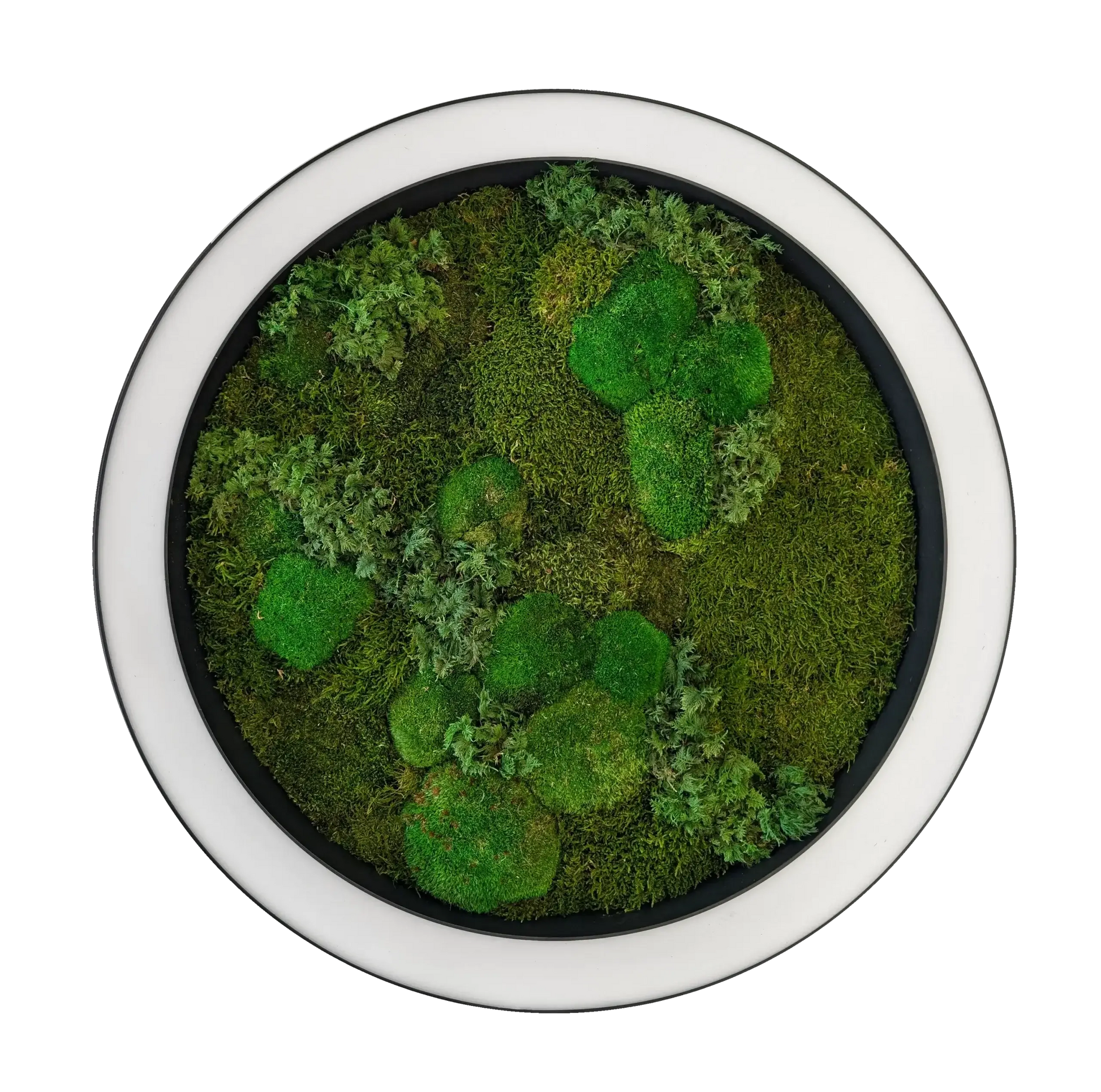 Close-up of biophilic moss LED ring light showing texture and lighting finish