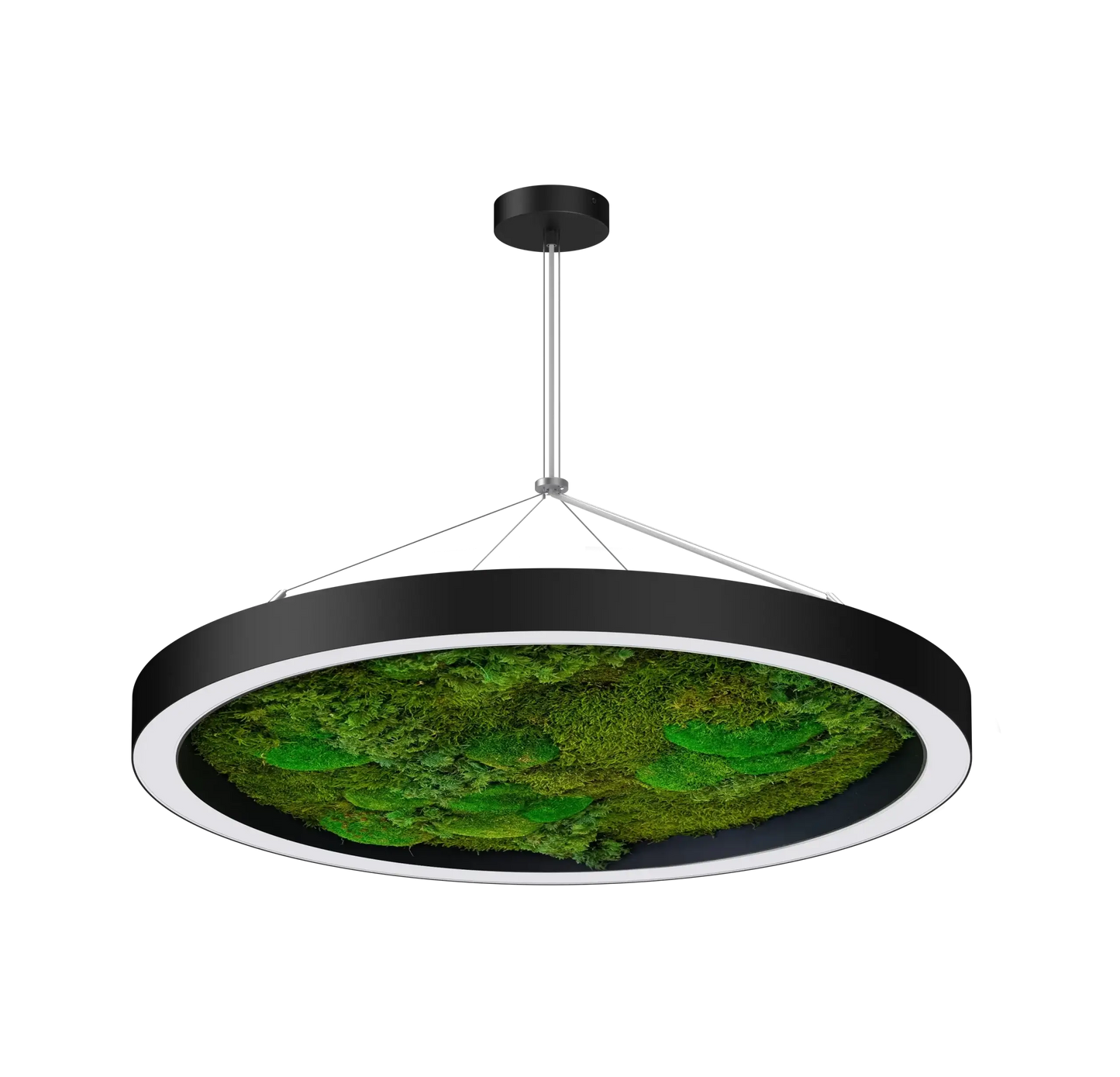Circa moss biophilic LED ring light suspended pendant for commercial interiors
