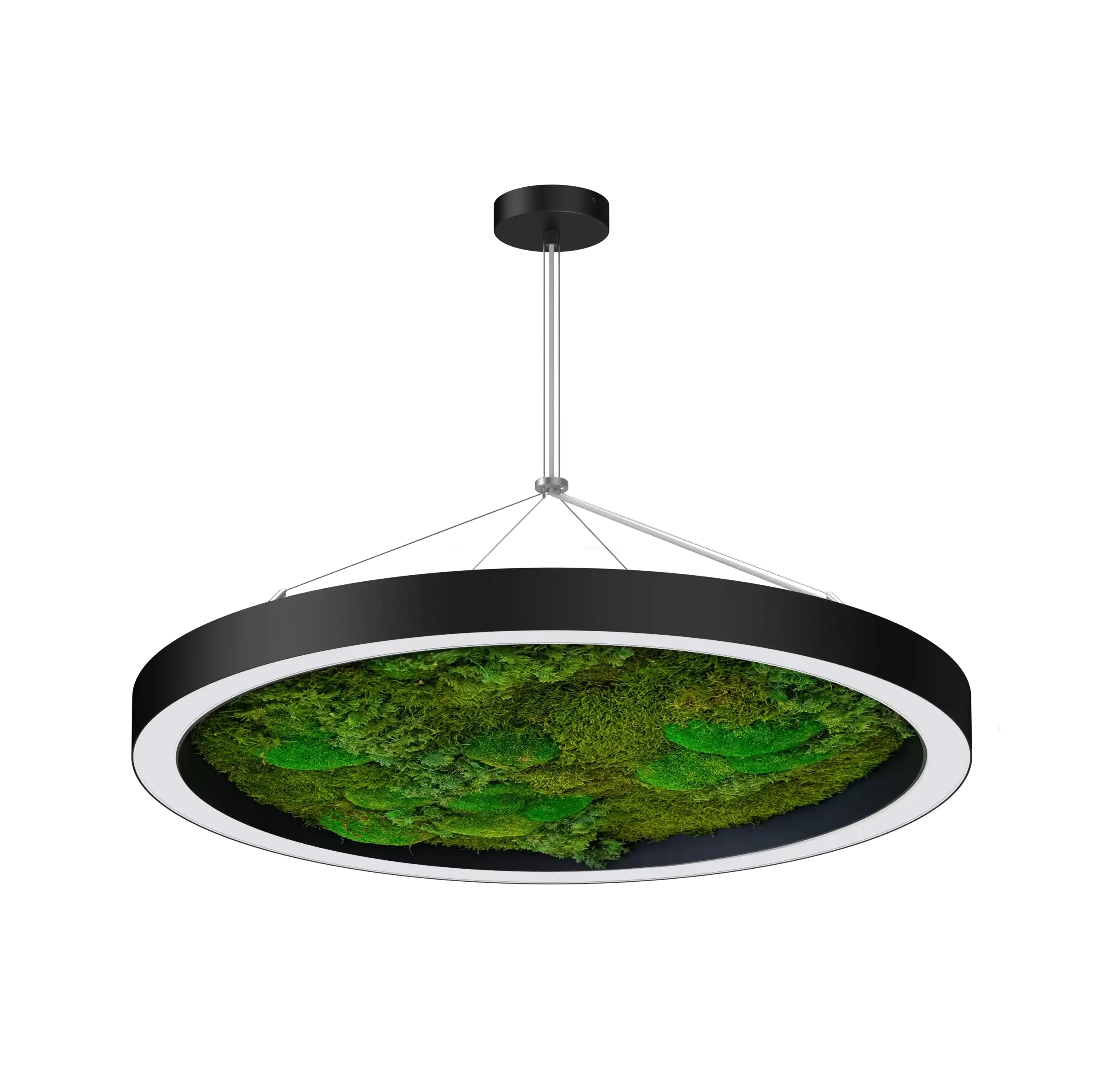 Circa moss biophilic LED ring light suspended pendant for commercial interiors