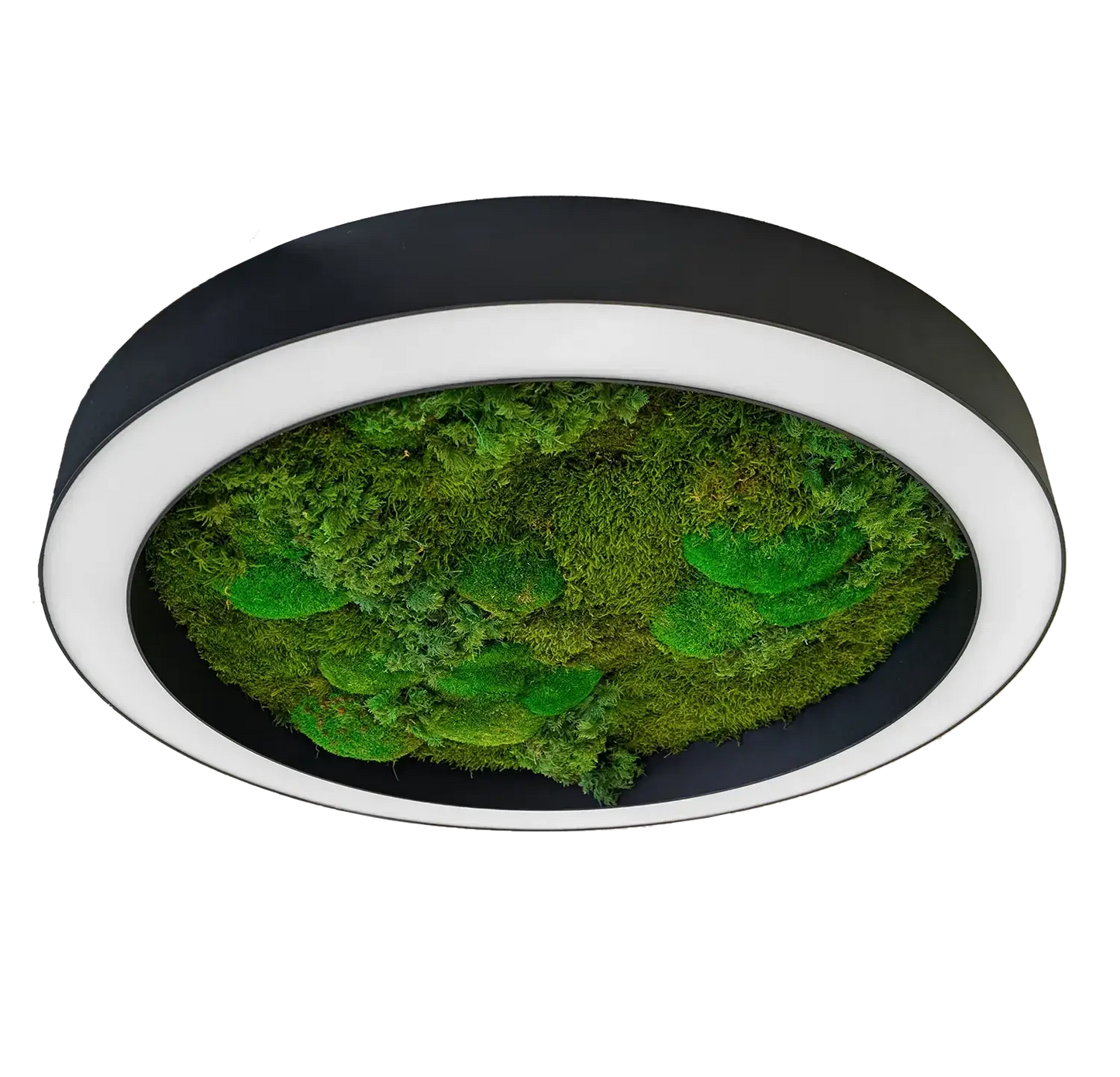 Preserved green moss detail in Circa biophilic LED ring light. Ideal for offices