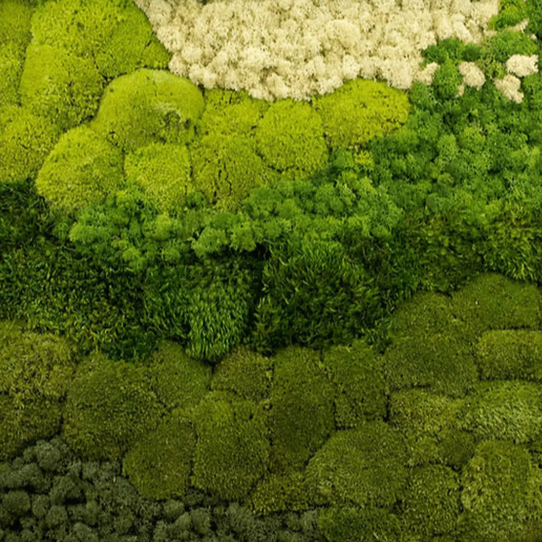 Close up of sustainable moss lighting