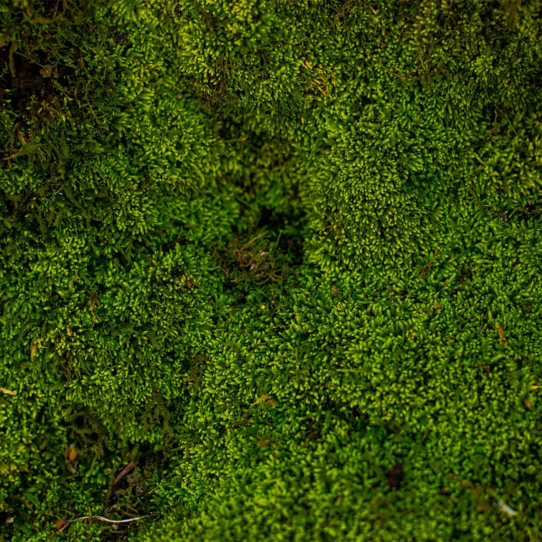Close up of green moss used for biophilic lighting